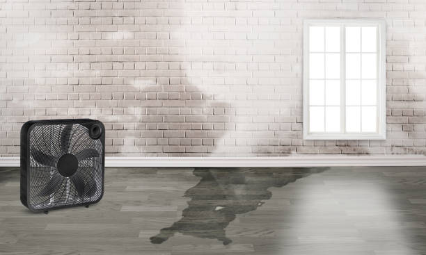 Best Water damage restoration company  in Sa Conejo, CA